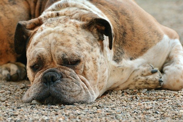 Najczęstsze stany chorobowe u psa. Jak sobie z nimi radzić?